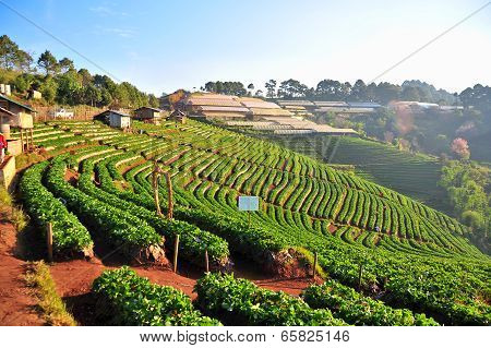 Beautiful Landscape And Fresh Strawberries Farm At Doi Angkhang Mountain, Chiangmai : Thailand
