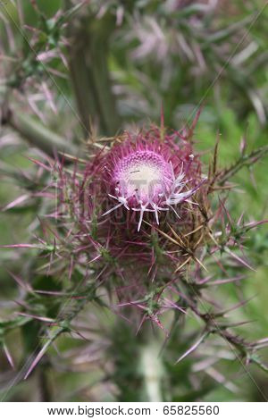 purple thistle