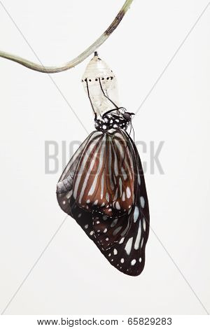 Butterfly Change Form Chrysalis
