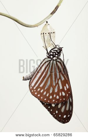 Butterfly Change Form Chrysalis