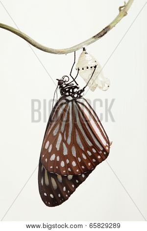 Butterfly Change Form Chrysalis