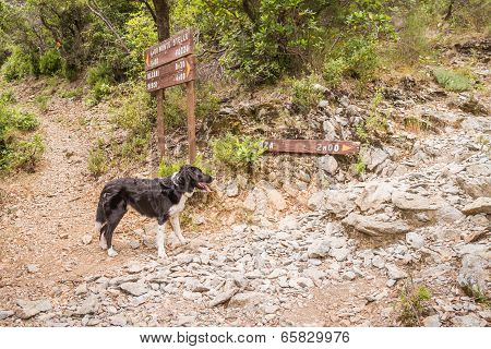 Border Collie Dog At A Crossroads On Path In Corsica