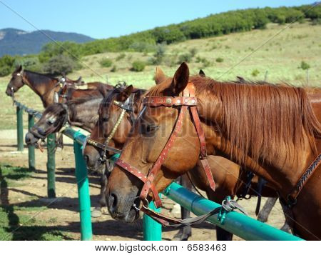 Cavalos
