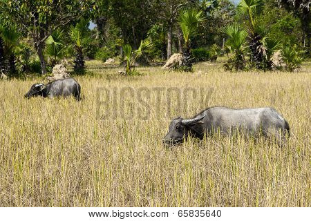 Water buffalos at Angkor complex