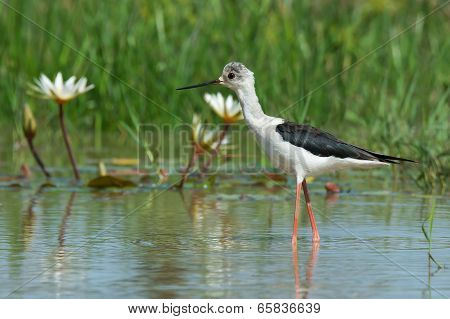 A Black-winged Stilt (himantopus Himantopus) Standing In A Pond With Lilies