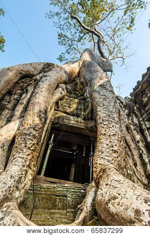 Ancient stone door and tree roots, Ta Prohm temple