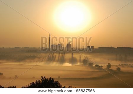 Plant At Dawn
