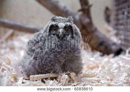 Long-eared Owl (asio Otus) Chick