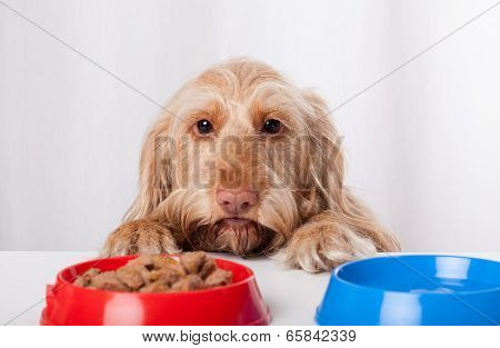 Dog Waiting Impatiently For Food
