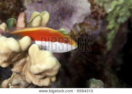 Gyöngyös Hawkfish