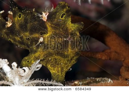 Boyalı Frogfish