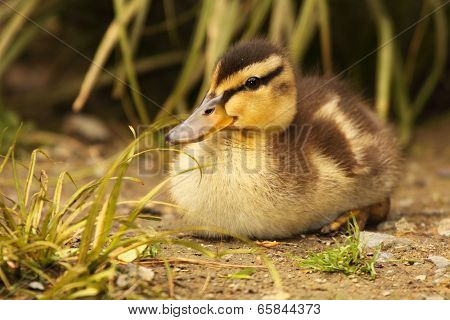 Baby Grey Duck Resting