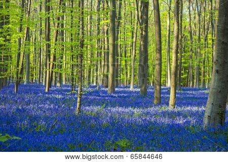 Blue And Green / Colorful Bluebells Forest