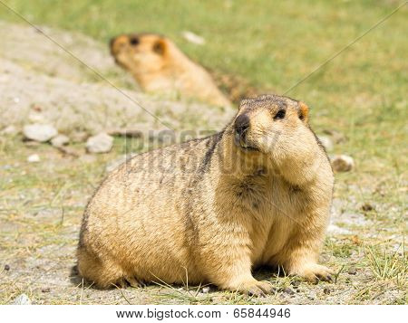 Couple Of Funny Surprising Marmots On The Green Grass