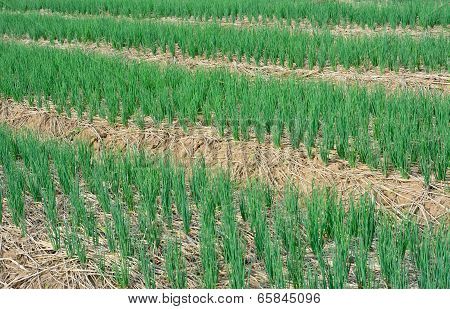 Green  Spring Onions In Field