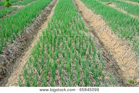 Green  Spring Onions In Field