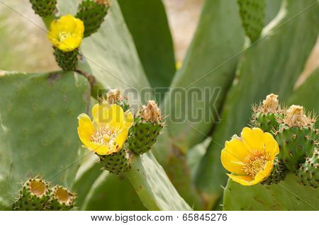 Prickling Pear Cactus