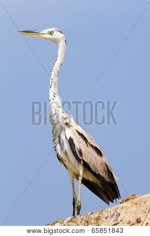 Great Egret Bird Against The Blue Sky