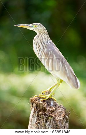 The Bird In The Kerala Backwaters Jungle