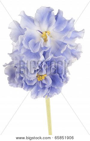 African Violet