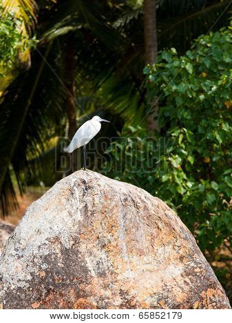 Egret Bird In The Kerala Backwaters Jungle