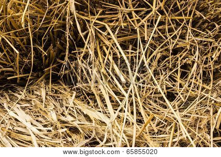 Rice Straw Background