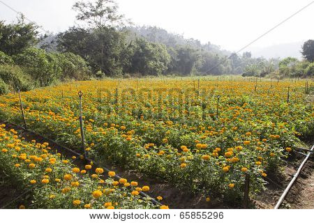 Calendula Marigold Farm