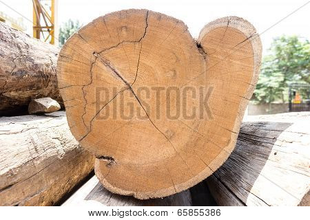 central trunk of a tree with ring or disc
