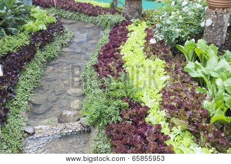 Vegetable Growing Along Canal