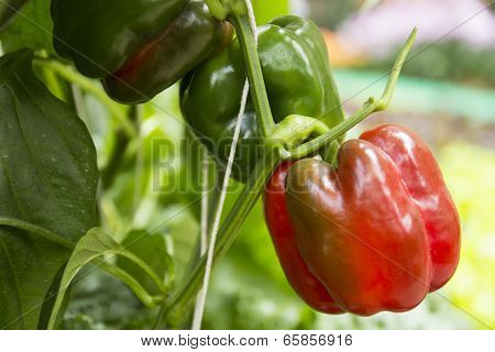 Red And Green Bell Pepper