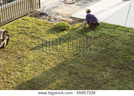 Worker Planting Lawn