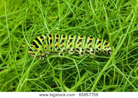 Caterpillar