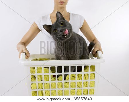 Funny Cat Wash - Cat In White Plastic Basket With Colorful Laundry To Wash