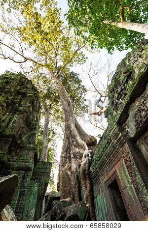 Tree at Ta Prohm, Cambodia