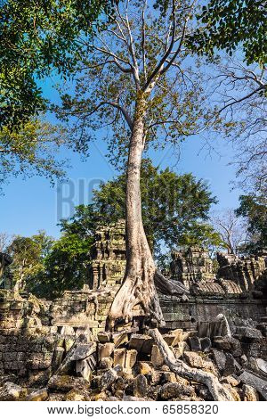 Tree at Ta Prohm, Cambodia