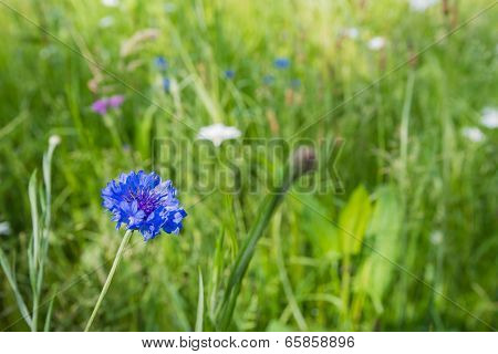 Closeup Of A Cornflower In Its Natural Habitat