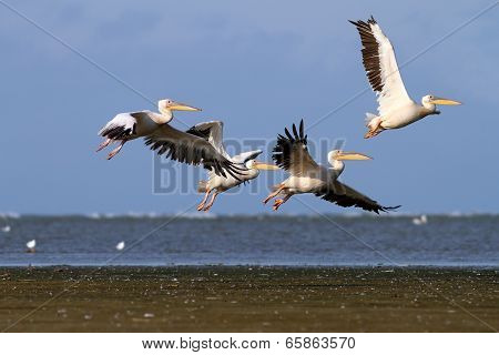 Group Of Pelecanus Onocrotalus In Air