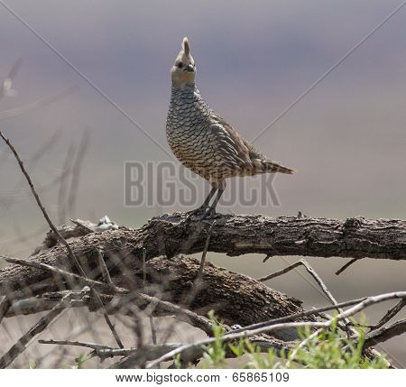 Scaled Quail