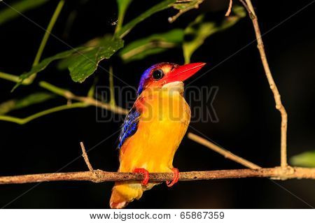 Kingfisher Resting On A Tree Branch At Night In The Rain Forest