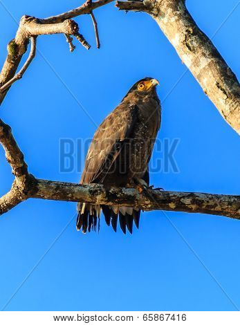 Crested Serpent Eagle On A Branch Next To The River