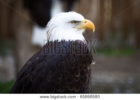 Bald Eagle
