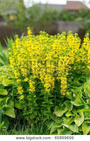 Lysimachia Flowers In Garden