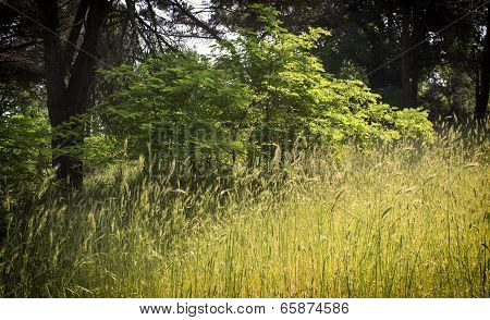 Plants In The Pinewood Forest Near Marina Romea