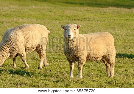 Dorset