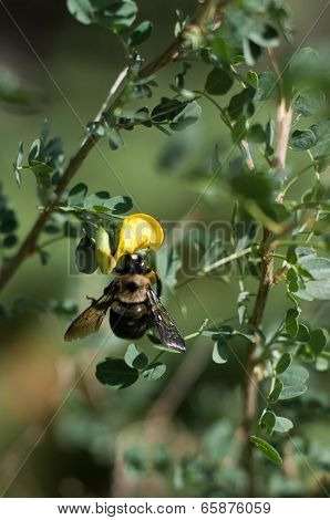 bumblebee