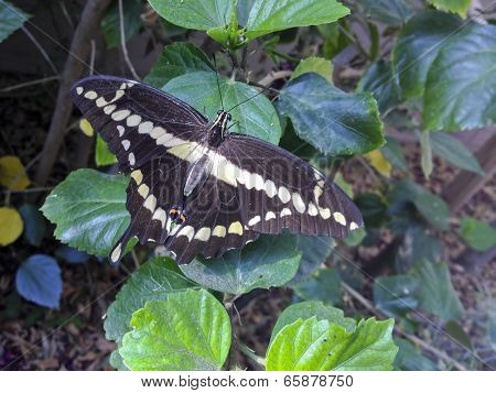 Giant Swallowtail Butterfly