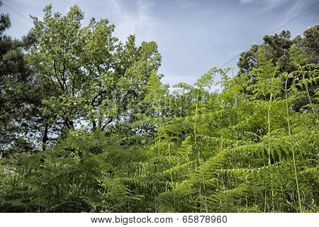 Ferns  In The Pinewood Forest Near Marina Romea
