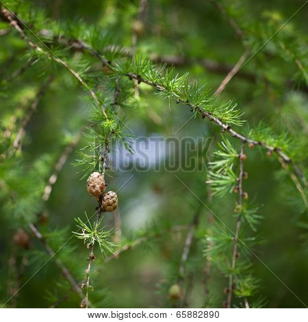 Relaxing larch greenery: closeup of European larch (Larix decidua) foliage with cones (selective focus)