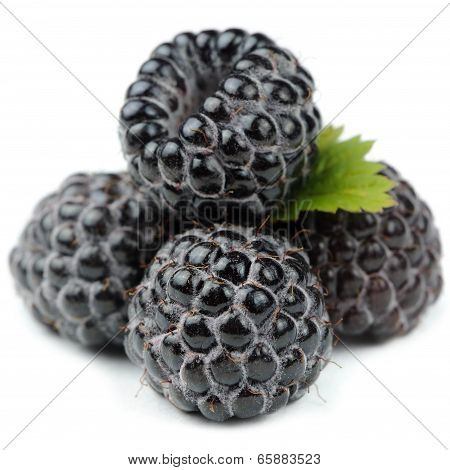 Blackberries With Green Leaf Close-up Isolated On White Background