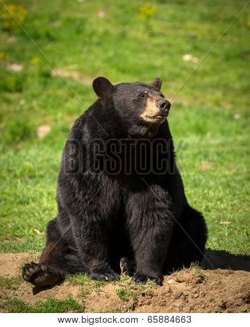 Large Eastern Black Bear Sitting Down